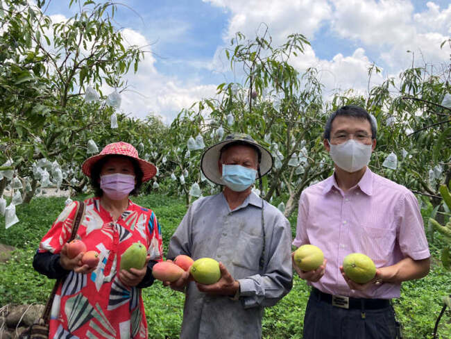 ▲社團法人台灣扶農協會理事長鍾震璋(右)及嘉義縣傑出農民協會理事長郭素貞(左)走訪芒果園，瞭解農民栽植芒果的用心，中間為黃姓芒果農。(照片/台灣扶農協會提供)