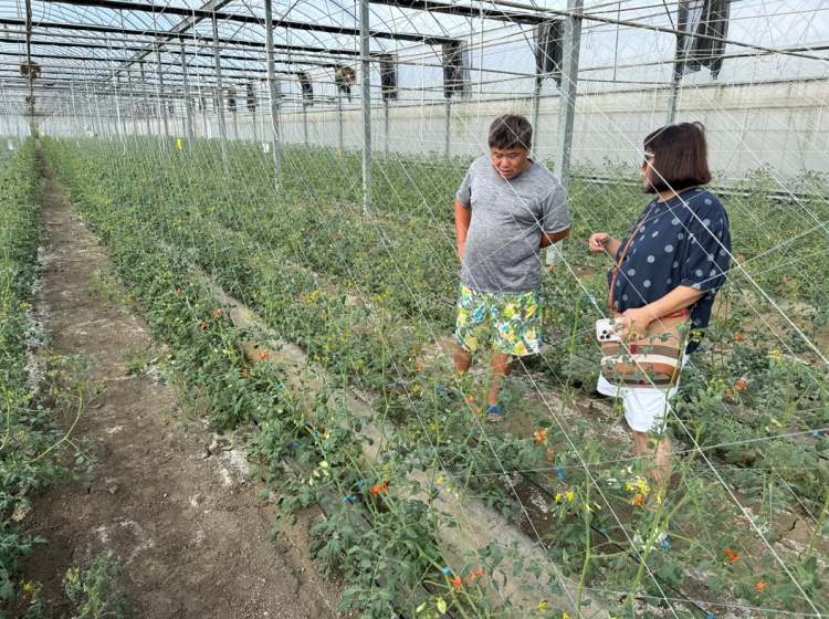 台灣扶農總會倡議三安農法,除輔導農友大幅減少使用農藥外,還能夠提高農友的收益。(照片/台灣扶農總會提供)